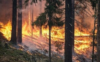 В Чехии горят 40 гектаров леса. Есть пострадавшие