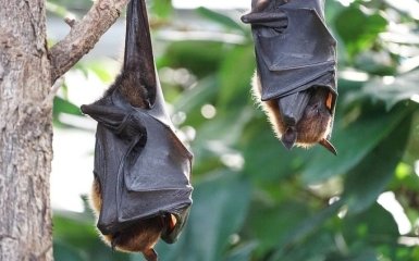 В Африке обнаружили новый потенциально опасный коронавирус