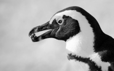 Науковці показали вимерлого пінгвіна-чудовисько: проголомшливі зображення