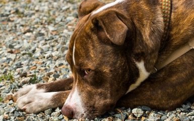 Продажа собаки за долги по коммуналке - в правительстве отреагировали на резонансный скандал