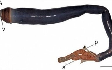 Ученые впервые поймали огромного корабельного червя