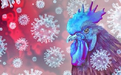 Во Франции заявили о вспышке высокопатогенного птичьего гриппа