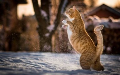 В Україну заходить весняне тепло: синоптики зробили обнадійливий прогноз