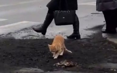 У Миколаєві кіт "оцінив" якість свіжого асфальту – опубліковано епічне відео