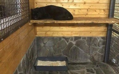 Сам виноват: в Подмосковье пантера насмерть загрызла украинца