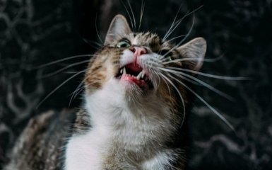 Сказ у домашньої кішки — як визначити смертельно небезпечну хворобу
