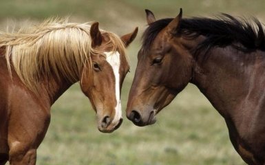 Лошади способны понимать человеческие эмоции