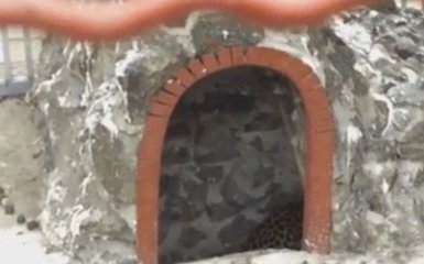 "Побег" леопарда в Мариуполе: появилось видео с места событий