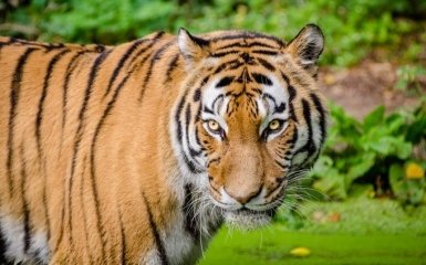 В зоопарке Нью-Йорка произошла вспышка коронавируса  - заболели еще четыре тигра и три льва