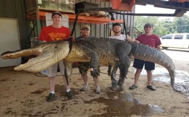 Артефакты тысячелетней давности нашли в желудке аллигатора из Миссисипи