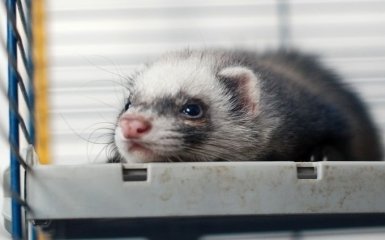 Вбивство норок через COVID-19 — помилка. Влада Данії нарешті змінила своє радикальне рішення