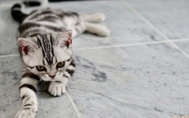 Ученые объяснили, почему домашние кошки не могут рычать