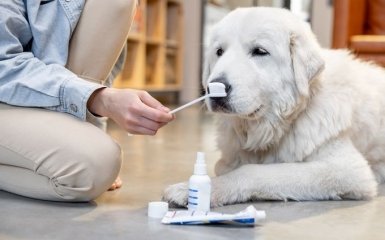 Як правильно чистити зуби собаці та чи потрібно це робити взагалі