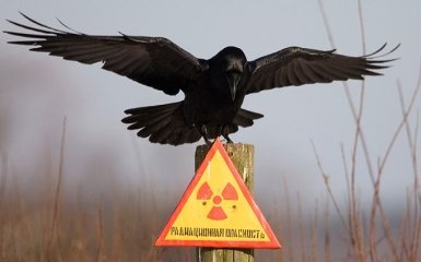 В Чернобыле поймали целых два отряда "сталкеров": появились фото