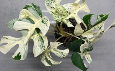 Найдорожчу кімнатну рослину продали за тисячі доларів у Новій Зеландії