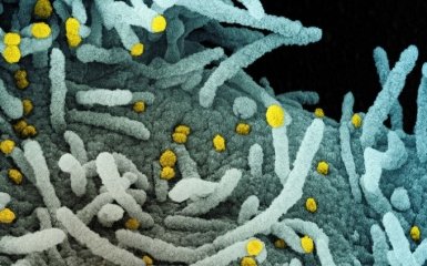 Втрата нюху через коронавірус - вчені з'ясували причини