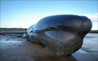 Сильное северное сияние могло заставить китов выброситься на берег Северного моря - ученые