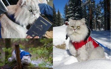 Кот-путешественник Гендальф стал новым любимцем пользователей Instagram (9 фото)