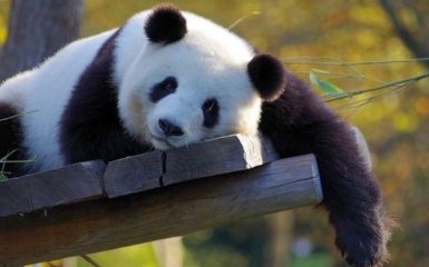 Такого еще никто не видел: сеть очаровало фото с пандой-альбиносом