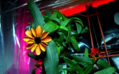 Распустился первый цветок на МКС