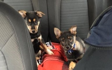 Чарівні цуценята шукають сім'ю: в Києві триває найдобріший проект для тварин