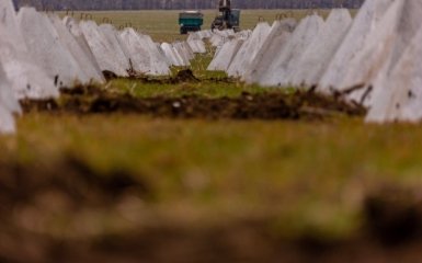 Зуби дракона