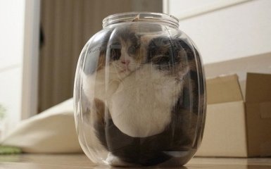 Учений отримав Шнобелівську премію за доведення теорії, що коти - рідина