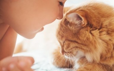 Найкращі породи кішок для дітей — як правильно вибрати кошеня