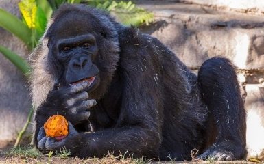В американському зоопарку померла найстаріша горила в світі