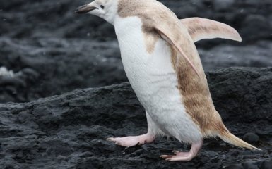 Белый пингвин