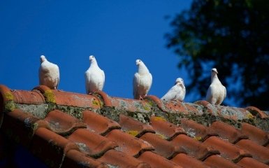 Інфекціоністка розповіла, якими небезпечними хворобами можна заразитися від птахів