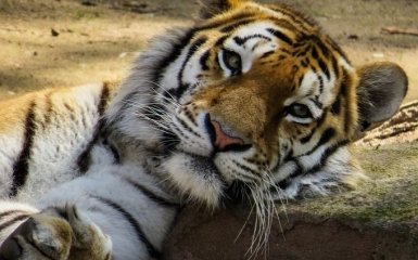 Это первый в мире случай: тигр заразился коронавирусом от человека