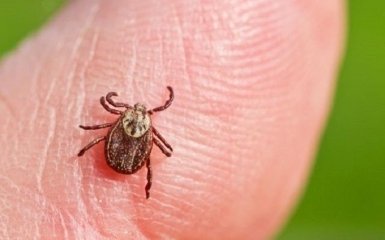 Сезон кліщів: як вберегтися від небезпечної хвороби Лайма