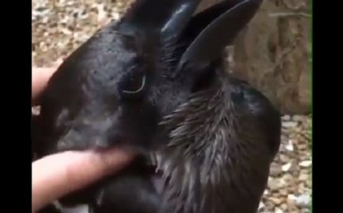 Просто неймовірно: мережу шокувала нова оптична ілюзія