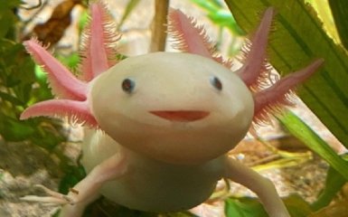 Самое счастливое животное планеты: аксолотль Стефан покоряет сеть своими смешными фото