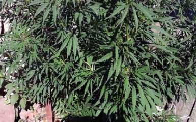 Поліцію на Донбасі здивував конопляний плантатор-меломан: опубліковані фото