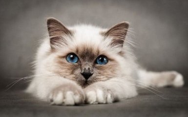 Бірманська кішка — одна з наймодніших порід в світі: характер і особливості