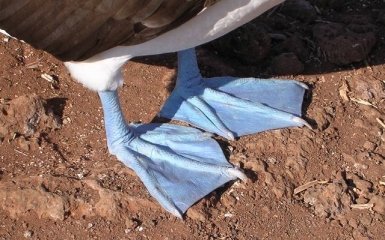 У майбутньому люди стануть схожими на качок або тюленів