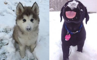 Зворушливі фотографії тварин, які вперше побачили сніг (7 фото)