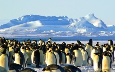 Під загрозою тюлені і пінгвіни. Південна Георгія опинилася на межі катастрофи через гігантський айсберг