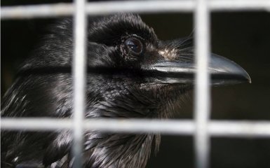 Помер знаменитий пернатий мешканець Києва