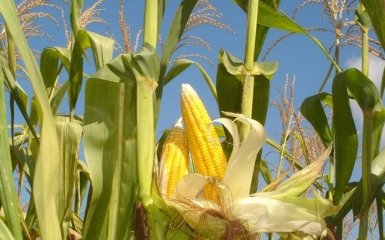 РФ не ввозитиме кукурудзу і сою з США через зараження продуктів