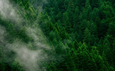 Чому вчені звертають увагу на поведінку дерев