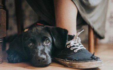 На престижном конкурсе выбрали лучшие фото собак 2018: трогательные кадры