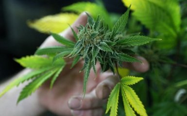 Последствия курения марихуаны проявляются в среднем возрасте