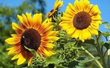 Украинцам назвали причину роста цены на подсолнечное масло
