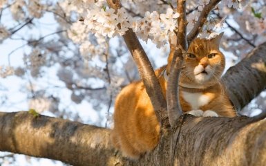 В Україні настає справжня весна: синоптики потішили прогнозом погоди