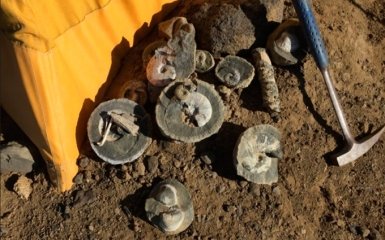 В Антарктиде обнаружено более тонны останков динозавров: опубликовано фото