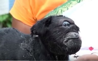 В Индии родилась коза-"циклоп" с одним глазом и ухом: опубликовано видео