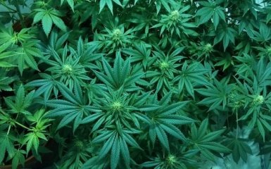 Супрун пояснила, хто в уряді заблокував легалізацію медичної марихуани